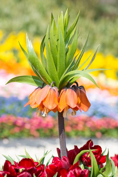 Fritillaria imperialis — Fotografia de Stock