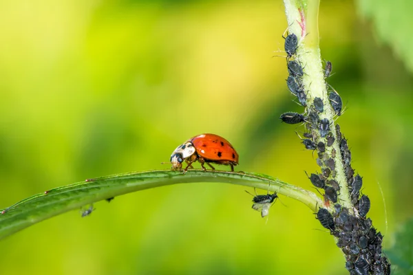 Biologisk bekämpning av skadedjur — Stockfoto