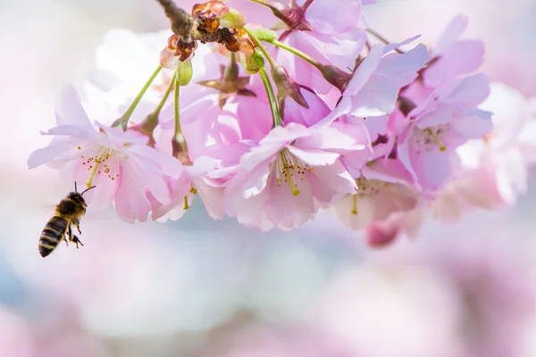 Abeja voladora y flores de cerezo rosa —  Fotos de Stock