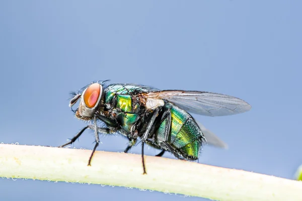 Schmeißfliegen — Stockfoto