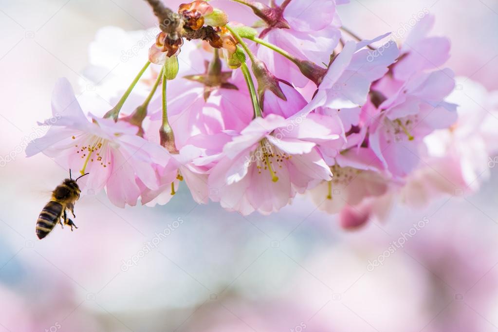 Flying Bee and Pink Cherry Blossoms