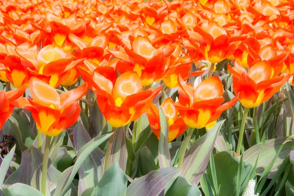 Orange tulips — Stock Photo, Image