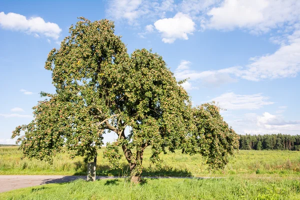 Campagna con un vecchio melo — Foto Stock