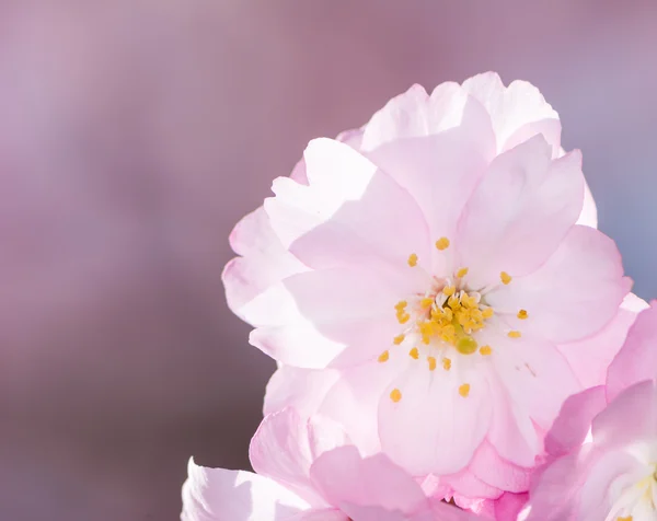 Fiore di ciliegio rosa — Foto Stock