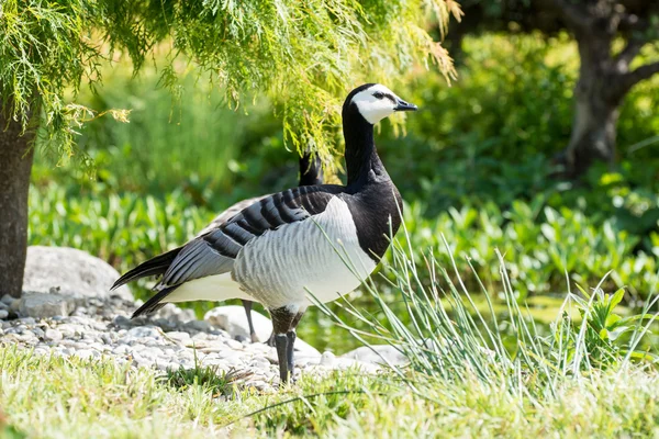 Barnacle Goose — Stock Photo, Image