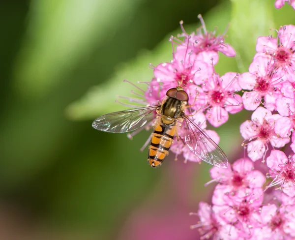 ¡Hoverfly! — Foto de Stock