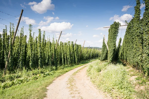 Strada di campagna lungo un giardino di luppolo — Foto Stock