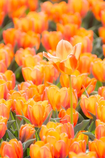 Orange tulip flowers — Stock Photo, Image