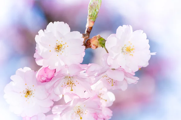 Twig with Pink Cherry Blossoms — Stock Photo, Image