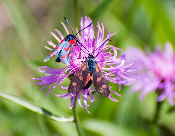 Burnet de seis puntos — Foto de Stock