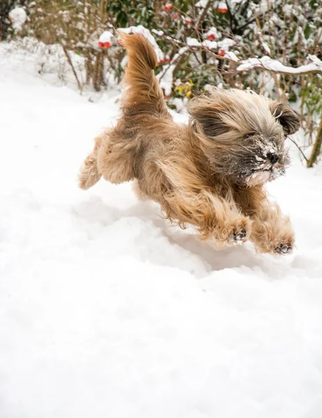 Running Tibetan Terrier Dog — Stock Photo, Image