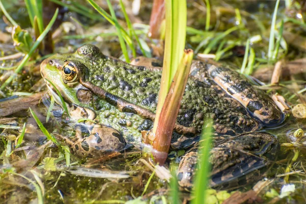 Zielona żaba — Zdjęcie stockowe
