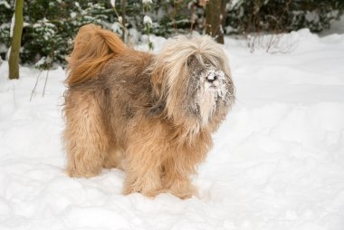 Tibet terrier köpek içinde belgili tanımlık kar