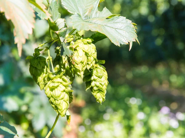 Green Hops — Stock Photo, Image