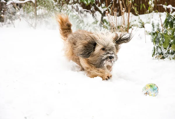 Tibetano Terrier cane palla di cattura nella neve — Foto Stock