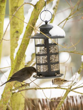 Blackbird and Sparrow at the Bird Feeder clipart