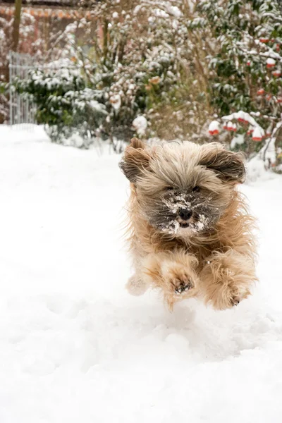 Laufender Tibet Terrier Hund — Stockfoto