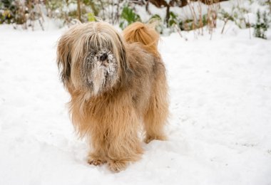 Tibet terrier köpek içinde belgili tanımlık kar