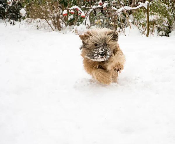 Tibetansk Terrier hund kör i snö — Stockfoto