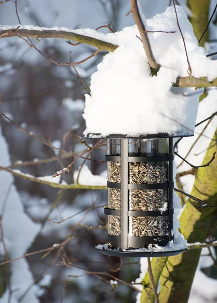 Karda kuş yemliği — Stok fotoğraf