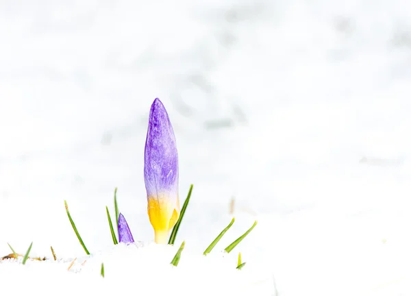 Fioletowy krokus kwiat w śniegu — Zdjęcie stockowe