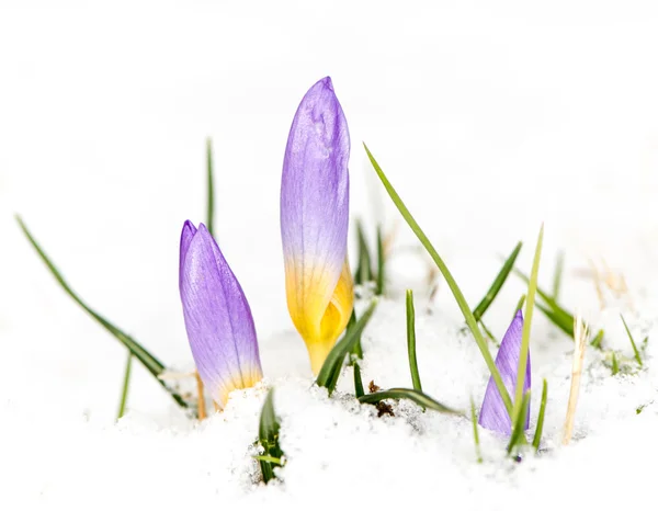 Fioletowy krokus kwiat w śniegu — Zdjęcie stockowe