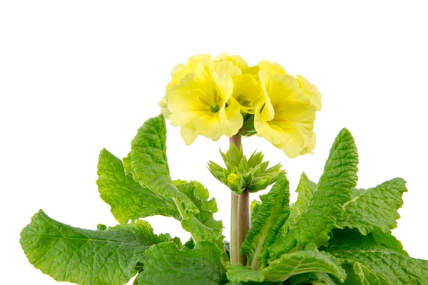 Isolated Yellow Primrose Flower — Stock Photo, Image