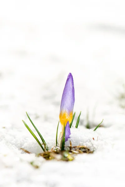 Fioletowy krokus kwiat w śniegu — Zdjęcie stockowe