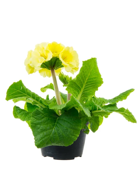 Flor de prímula amarela isolada — Fotografia de Stock