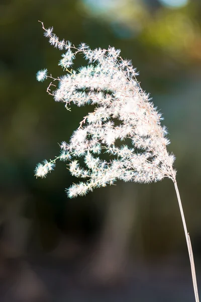 Canne secche — Foto Stock