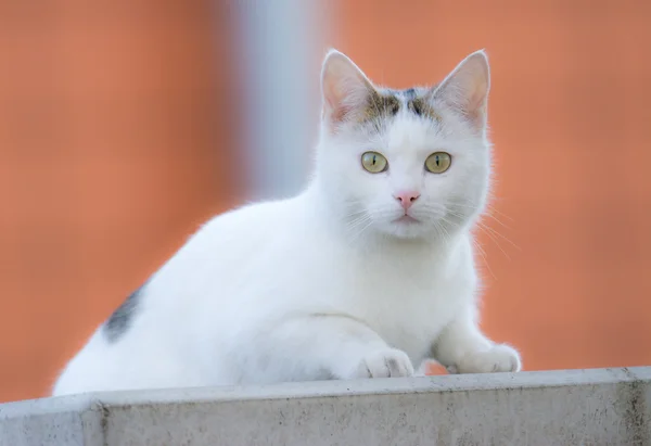 Gato blanco joven — Foto de Stock