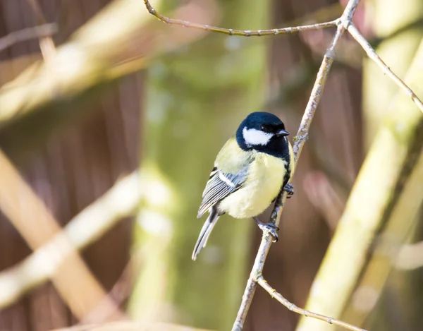 Great Tit Bird — Stock Photo, Image