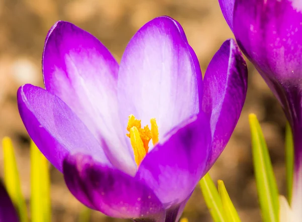 紫色のクロッカスの花 — ストック写真