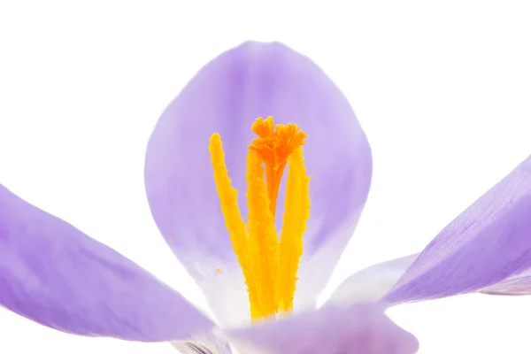 Изолированный фиолетовый крокус — стоковое фото