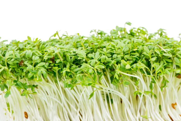 Isolated Watercress Sprouts — Stock Photo, Image