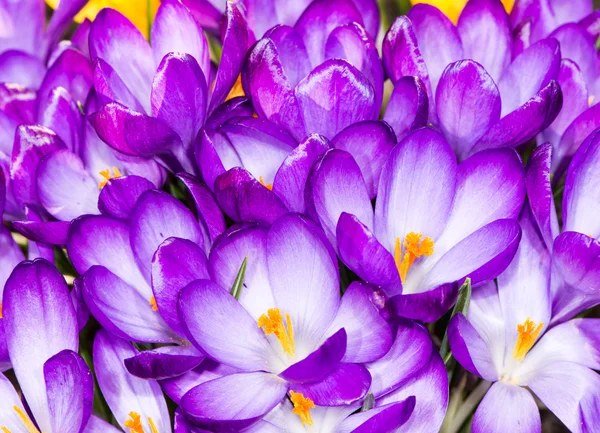 Fleurs de crocus pourpres — Photo