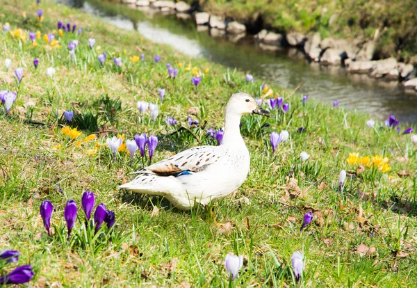 White Duck between Crocus flowers — Stock Photo, Image