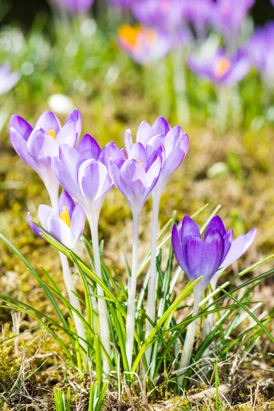 Purple Crocus Flowers Stock Photo