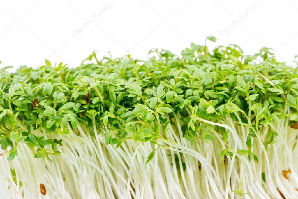 Isolated Watercress Sprouts