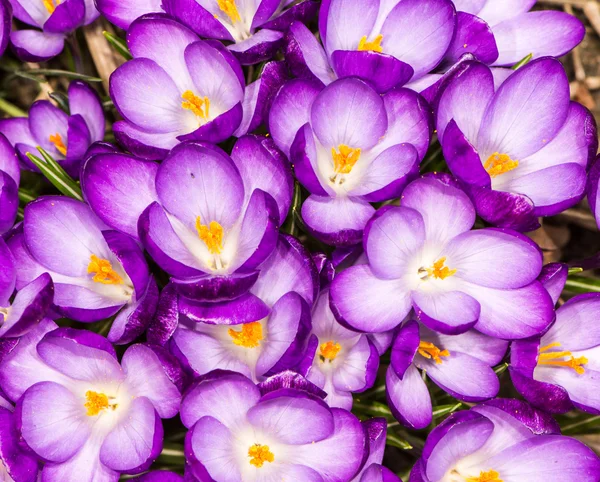 Purple Crocus Blossoms — Stock Photo, Image