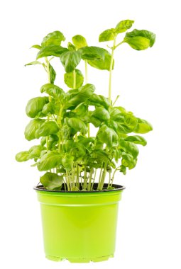 İzole taze basi bitki