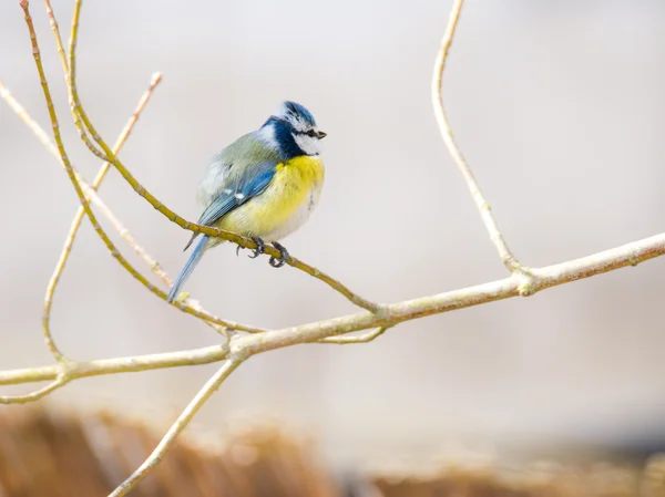 Uccello tetta blu — Foto Stock