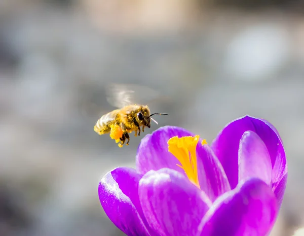 Bi flyver til en lilla krokus blomst - Stock-foto