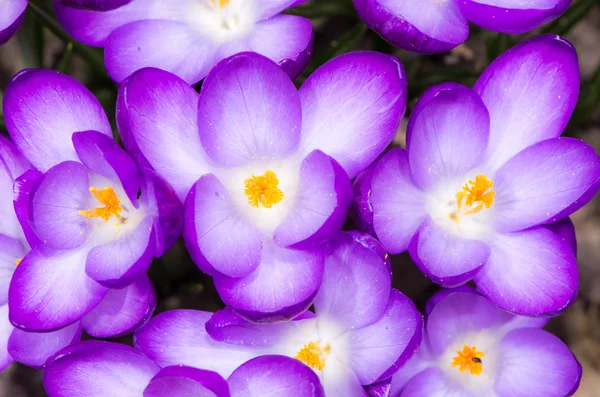 Fiori di croco viola — Foto Stock