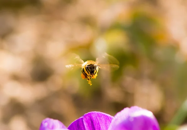 Včel, létání na Fialový květ crocus — Stock fotografie