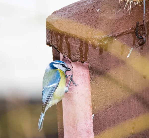 Blue Tit bird at the birdhouse — Stock Photo, Image