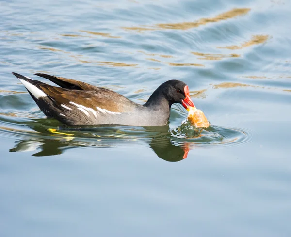 Moorhen comum comer um pedaço de pão — Fotografia de Stock