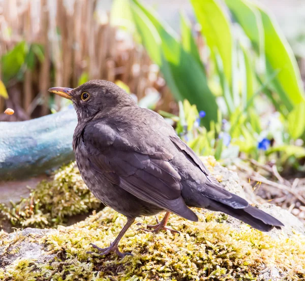 여성 유라시아 Balckbird — 스톡 사진