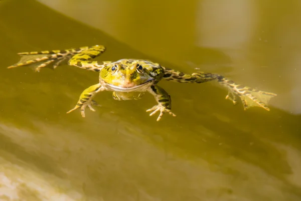 Yeşil Kurbağa suda yüzüyor. — Stok fotoğraf