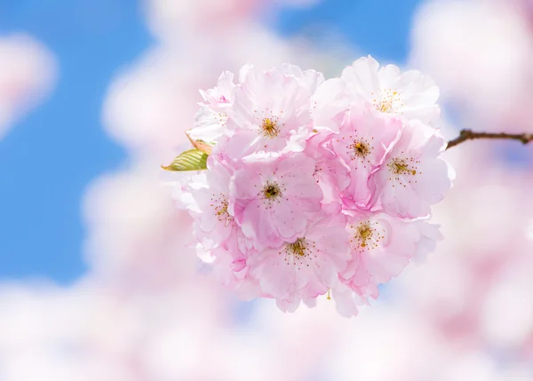 Pink cherry blossoms — Stock Photo, Image